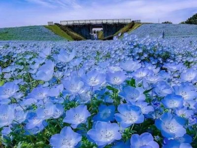  草花种子多少钱一斤？