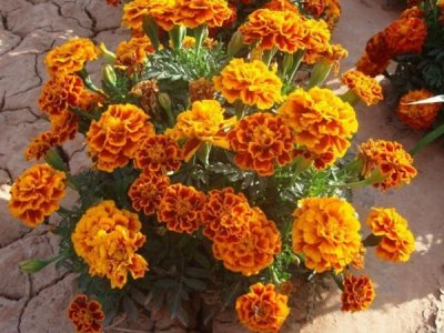 草花种子每平米多少斤？