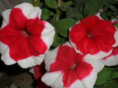 草花种子发芽后常用什么施肥方法？