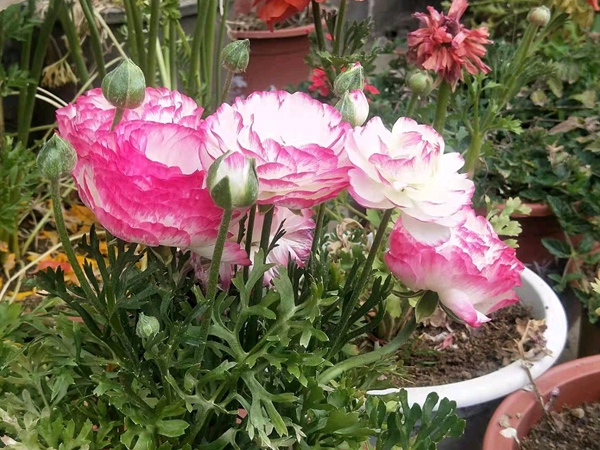 花毛茛 花毛茛