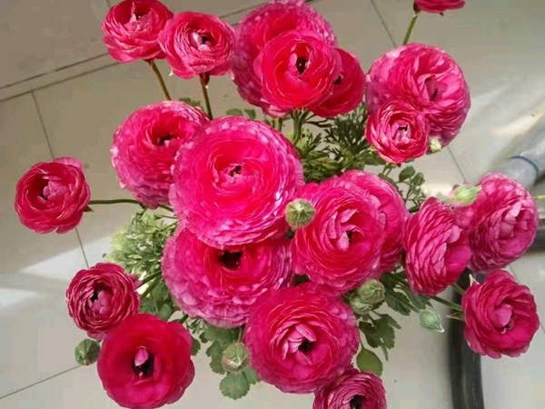 花毛茛 花毛茛