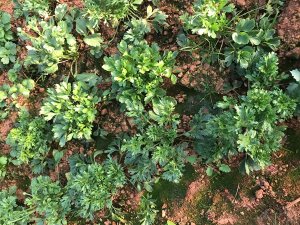 花毛茛 花毛茛