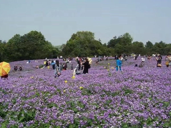 1670590073972490.jpg 二月兰6.jpg