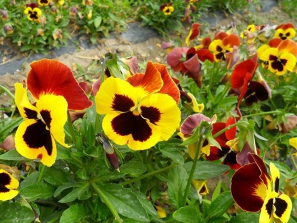 1670742682523504.jpg 三色旋花6.jpg