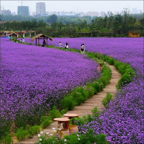 柳叶马鞭草17.jpg