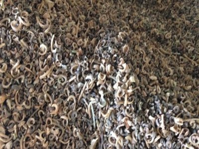 草花种子发芽后还用喷水吗？