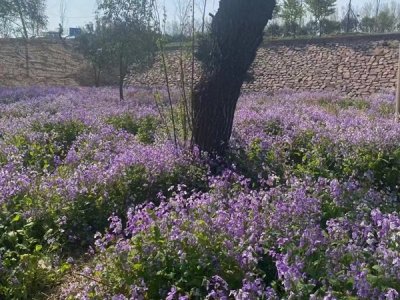 适合盐碱性土壤的草花种子改良