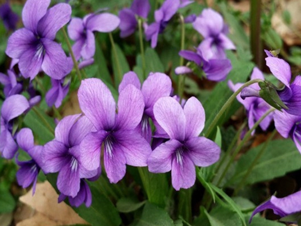 紫花地丁15.jpg