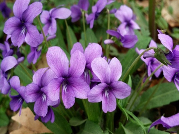 1670746151637038.jpg 紫花地丁15.jpg
