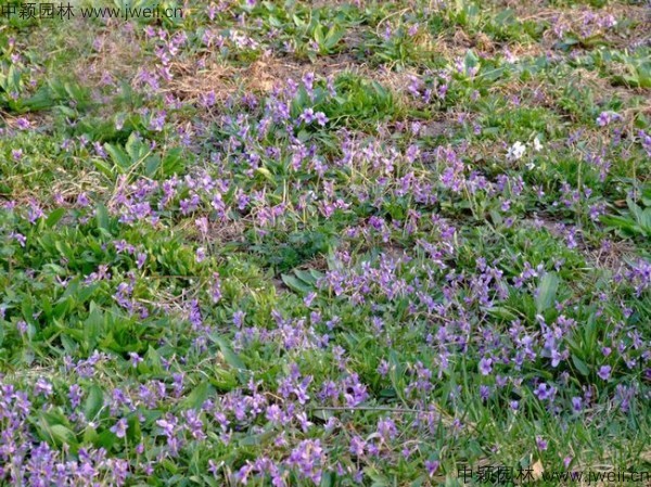 紫花地丁16.jpg