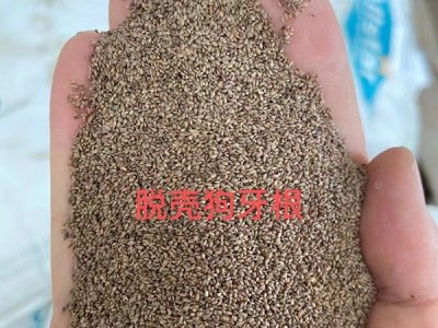 草花种子种植费用情况