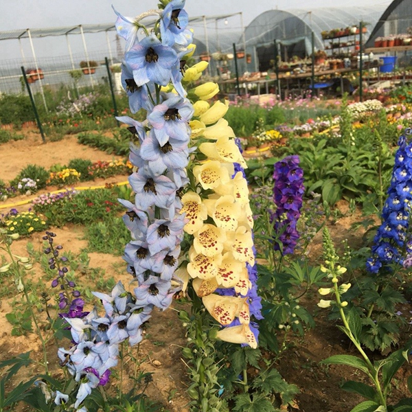 1670747084932777.jpg 飞燕草7.jpg