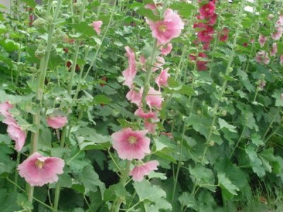 草花种子播种实施方案