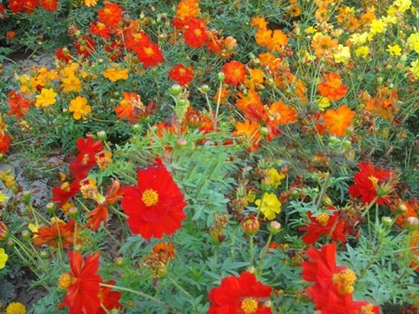1670890448847692.jpg 硫华菊8.jpg