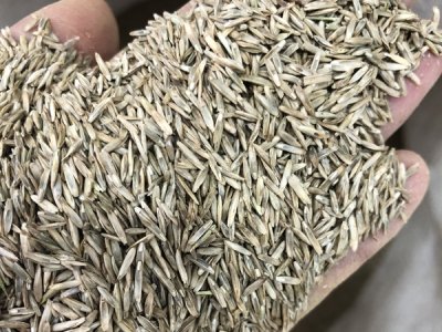 四川绿化用草花种子哪里有？