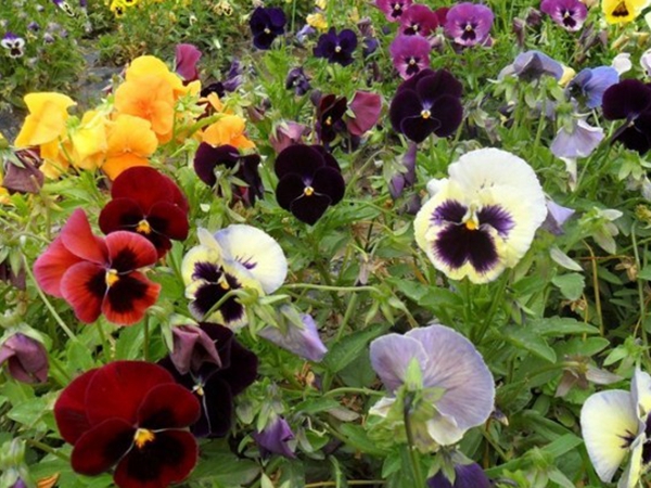 1670893252338506.jpg 三色旋花8.jpg