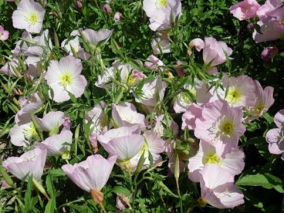 高密草花种子种植