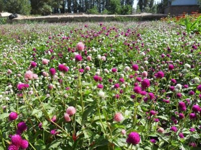 草花种子怎么催芽育苗