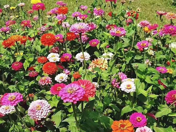 1670928395529283.jpg 百日草.jpg