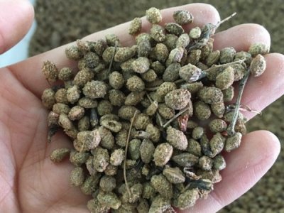 草花种子多少钱一平方？