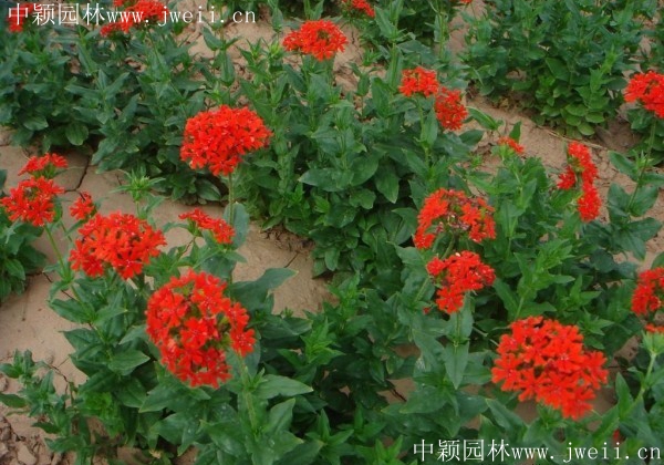 1670991363869024.jpg 剪秋萝2.jpg