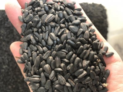 草花种子什么地方可以批发到？