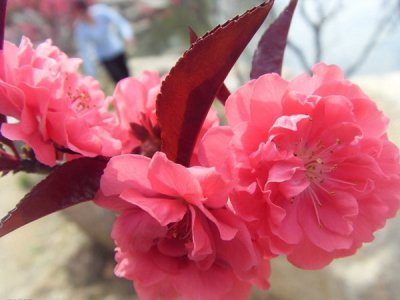 灌木草花种子价格多少？