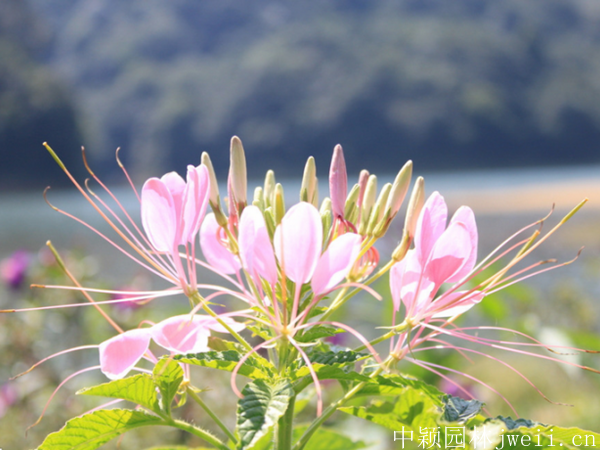 1670992818874295.png 醉蝶花2.png