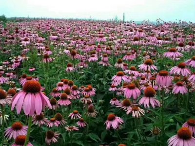 草花种子种植哪里好？
