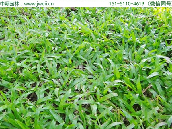 1671153795331045.jpg 大叶油草6.jpg