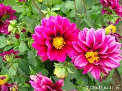 ​混播草花种子那里有买？