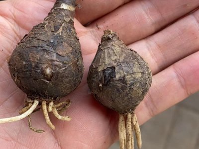 草花种子播种后怎么养护？