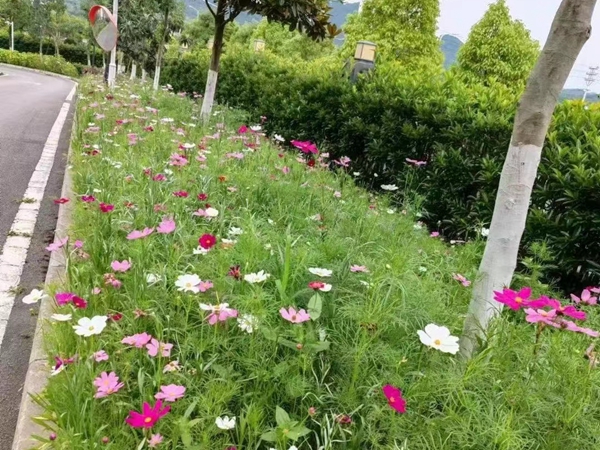 1671193731290441.jpg 波斯菊.jpg