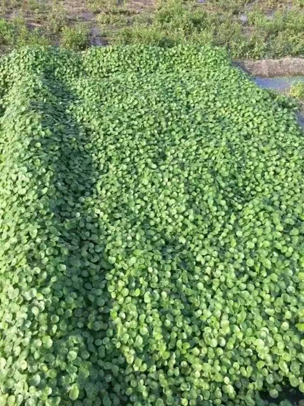 1671954079496004.jpg 铜钱草.jpg