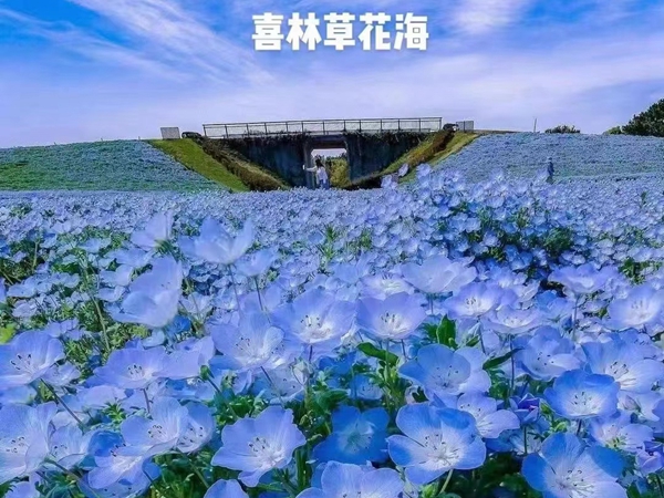 1671954611182267.jpg 喜林花1_副本.jpg