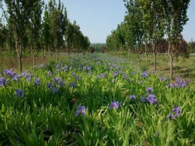 宿根草花种子怎么种？