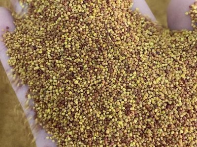 幸运三叶草花种子多久发芽？