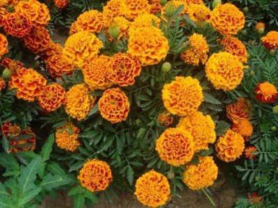 进口草花种子多少钱？