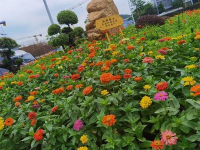 草花种子怎么种