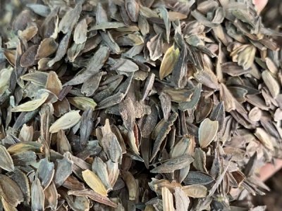河北草花种子哪里有？