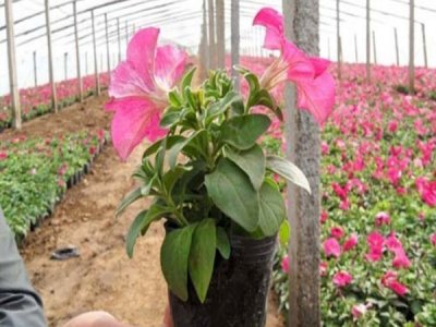 哪些草花种子可以春季盆栽