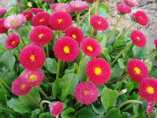 1672145051816882.jpg 雏菊1.jpg