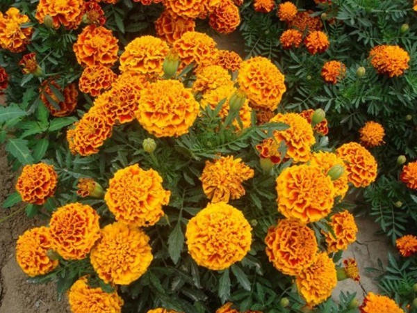 1672147306335284.jpg 万寿菊3.jpg