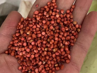 养羊甜高粱牧草种子批发