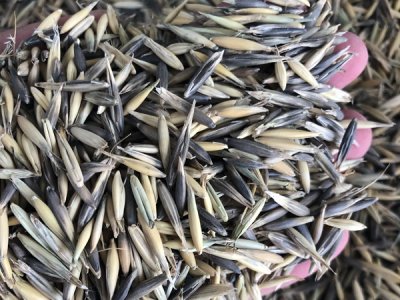 牧草种子批发价格范围