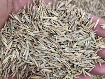 哪里有牧草种子 批发在哪里？