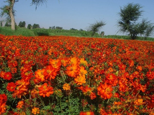 1675236449813437.jpg 硫华菊14.jpg