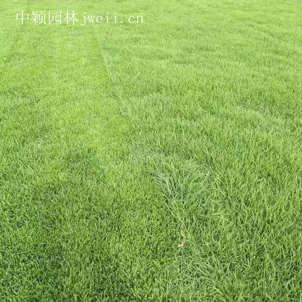 1675258403268613.jpg 结缕草6_副本.jpg
