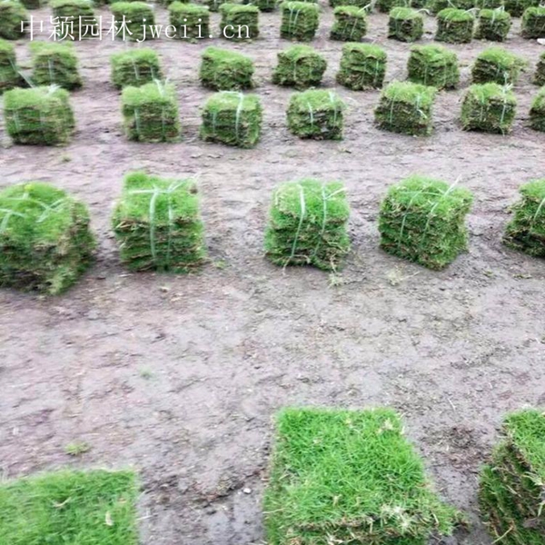 1675258414671910.jpg 结缕草7_副本.jpg
