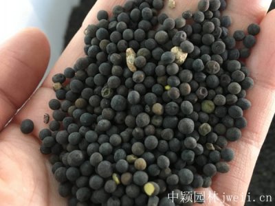 绿肥草籽多少钱一斤？